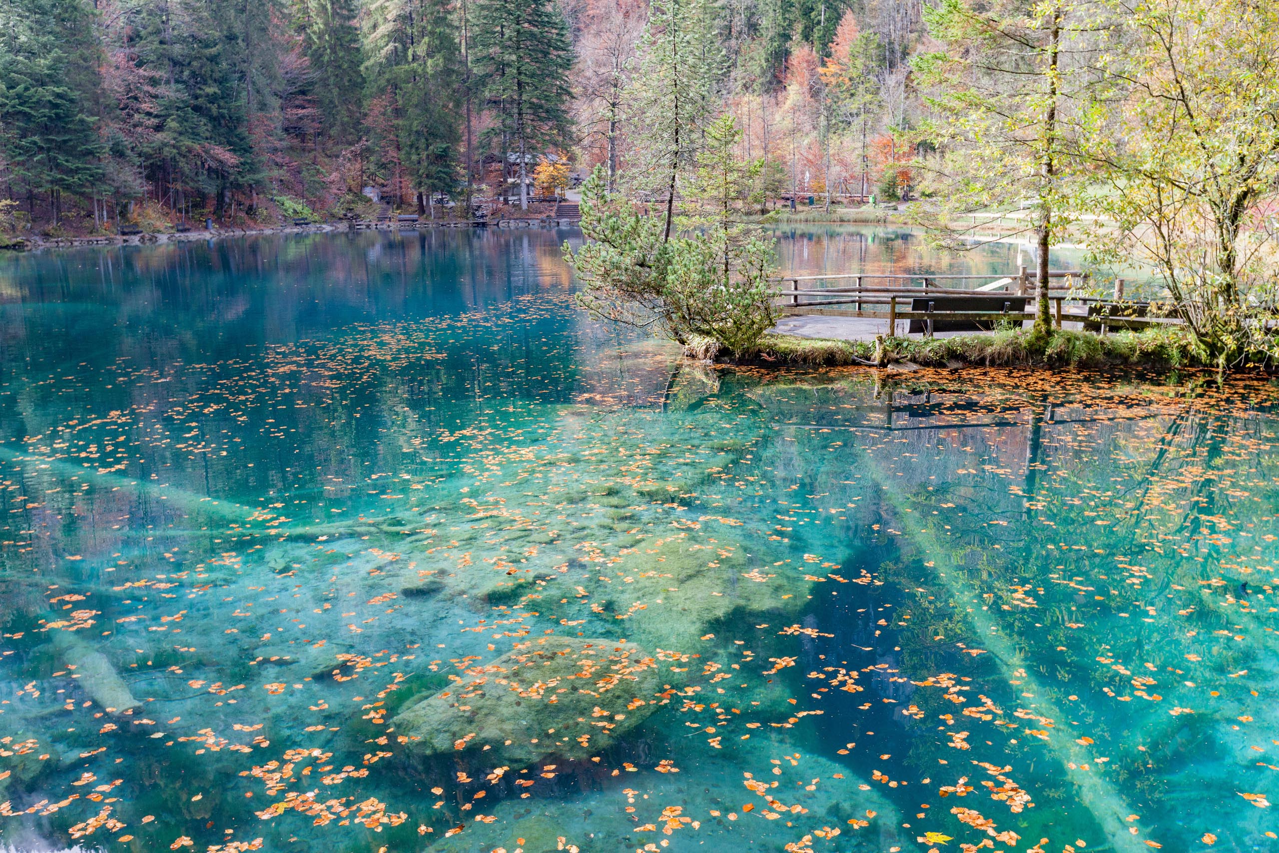 ทัศนียภาพอันสวยงามของทะเลสาบเบลาเซที่มีน้ำใสสีฟ้าท่ามกลางป่าสน